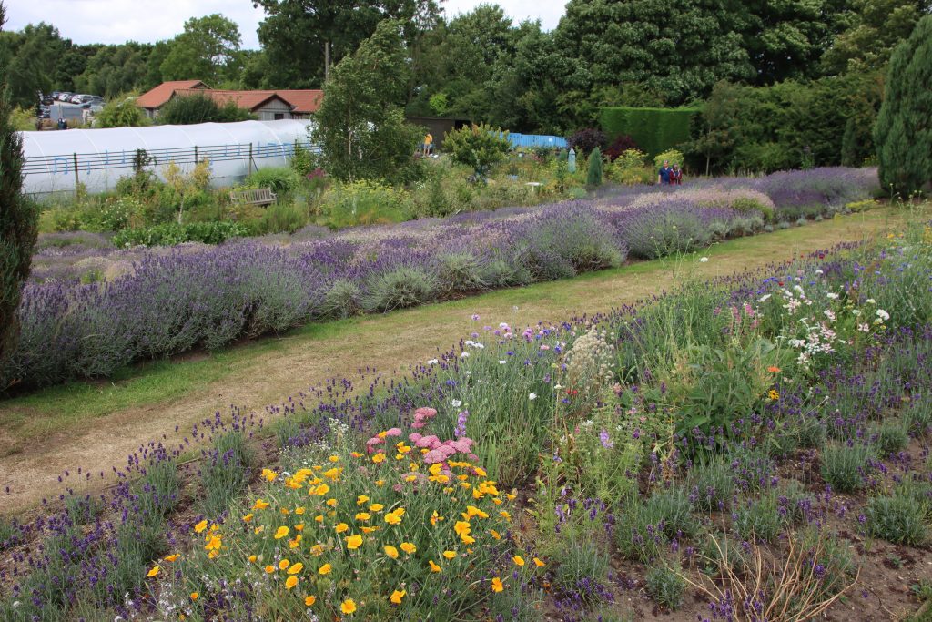 Yorkshire-Lavender-Farm