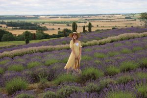 Yorkshire-Lavender-Farm