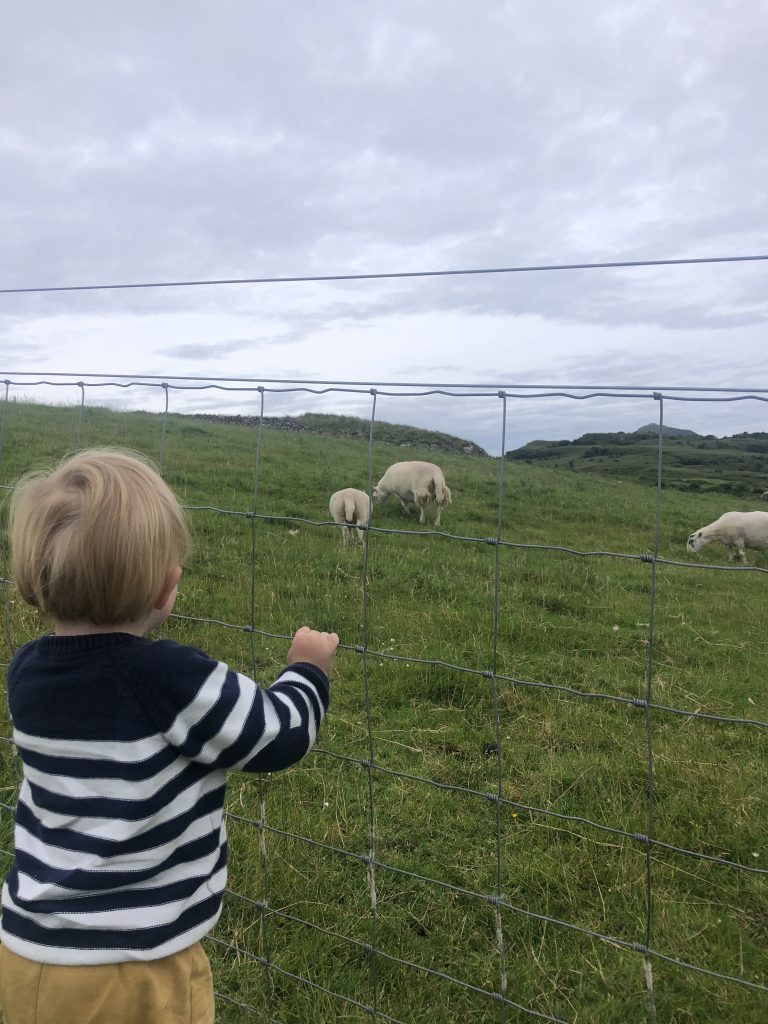 Sheep Scotland Isle of Skye