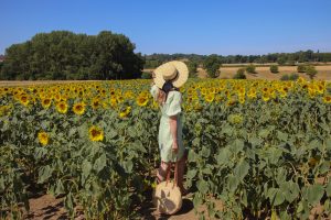 Glebe sunflower farm Cotswolds