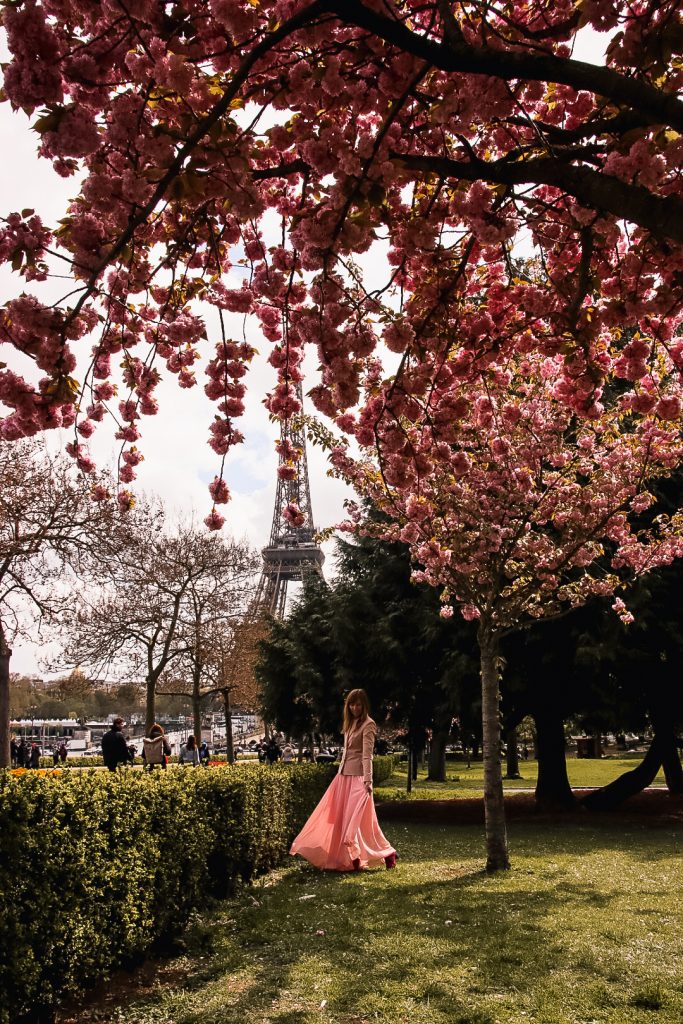 Paris spring cherry blossoms