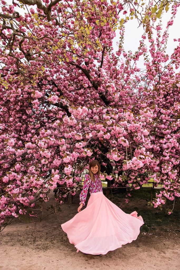 Paris spring cherry blossoms