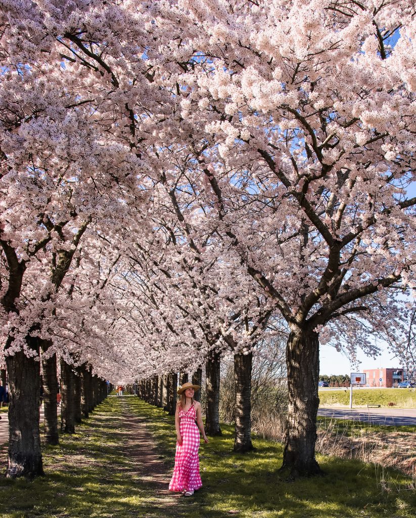 Cherry blossom Almere regenboogbuurt