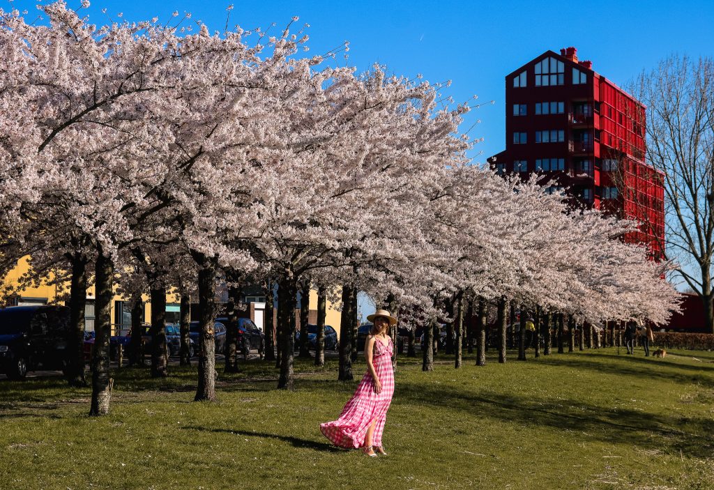 Cherry blossom Almere regenboogbuurt