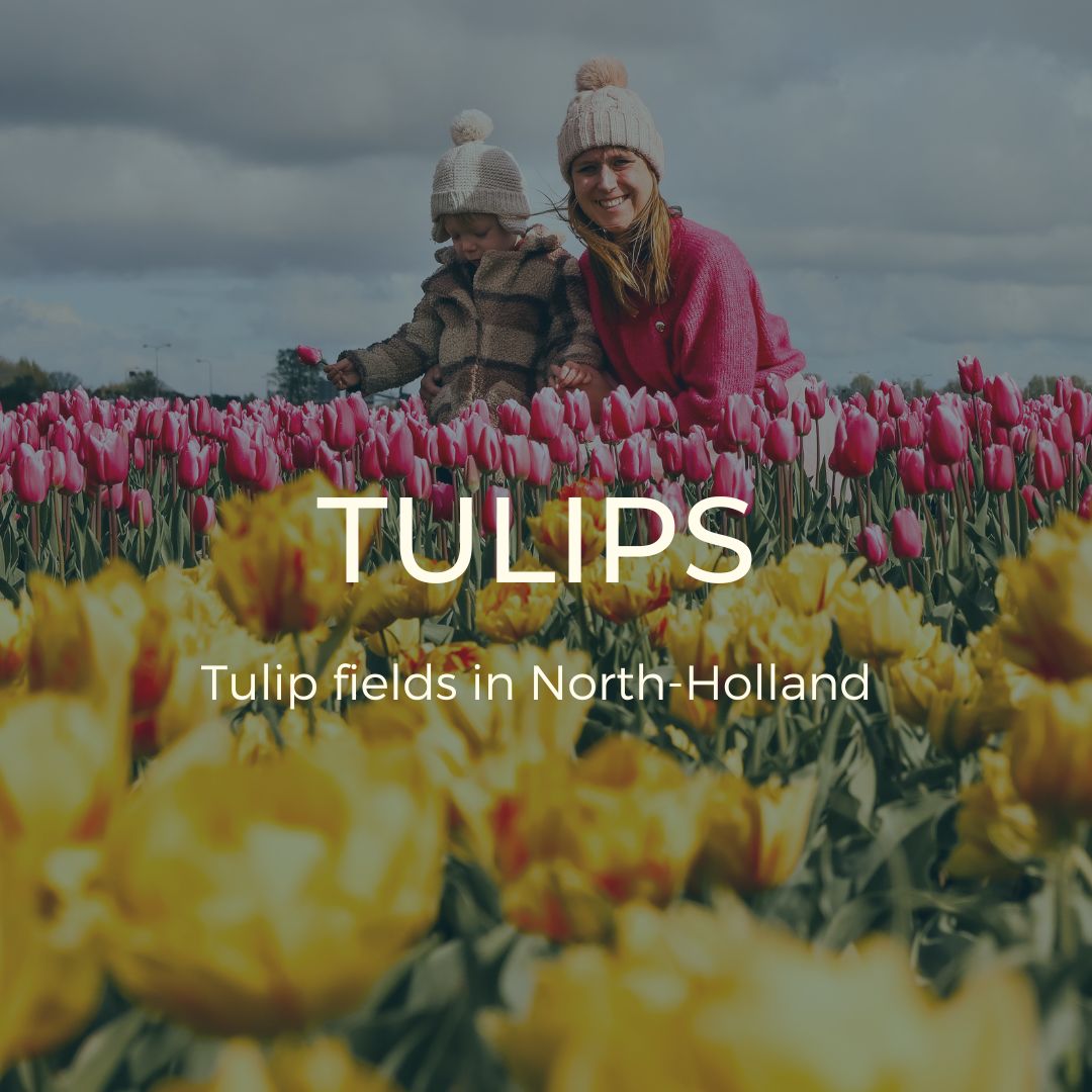 Tulips north holland