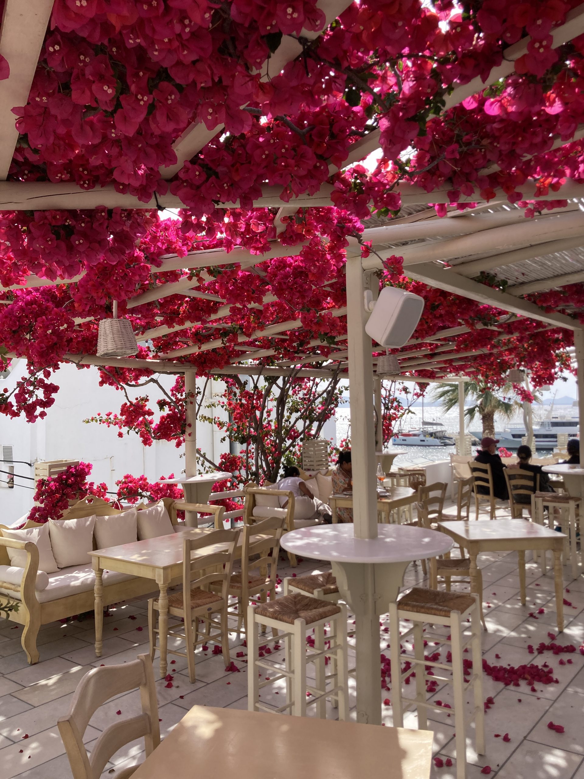 Naxos bougainvillea